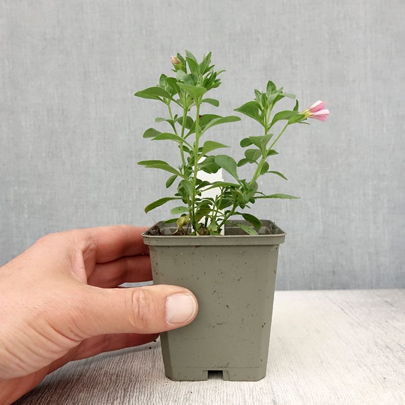Amostra de Calibrachoa Noa Bubblegum - Mini-pétunia Vaso de 8/9 cm tal como entregue na primavera