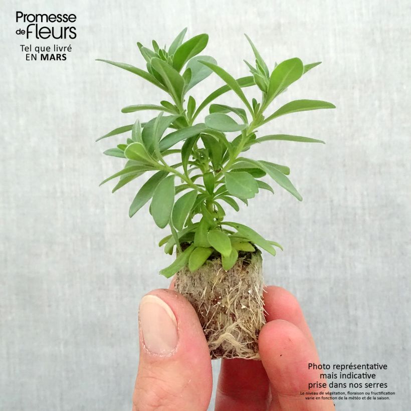 Amostra de Calibrachoa Ombre Pink - Mini-pétunia Mini-motte Ø 3/4 cm tal como entregue na primavera