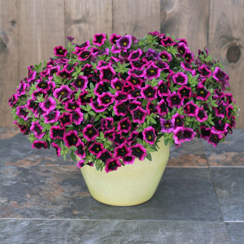 Calibrachoa Superbells Blackcurrant Punch (Hábito)