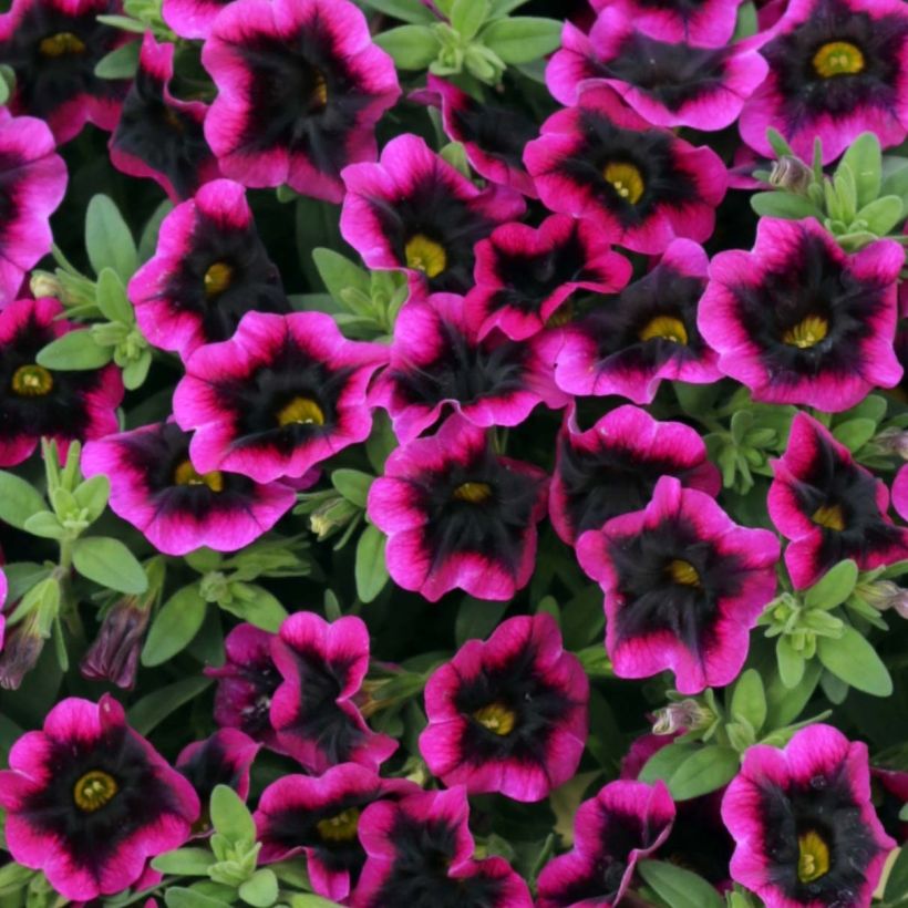 Calibrachoa Superbells Blackcurrant Punch (Floração)