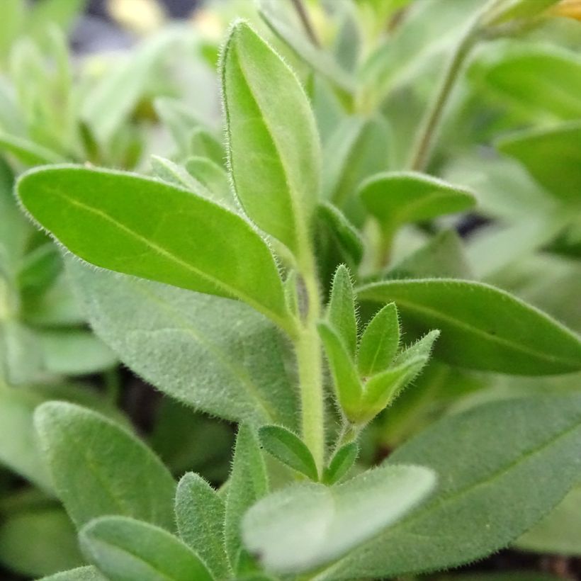 Calibrachoa Superbells Unique Mango Punch (Folhagem)
