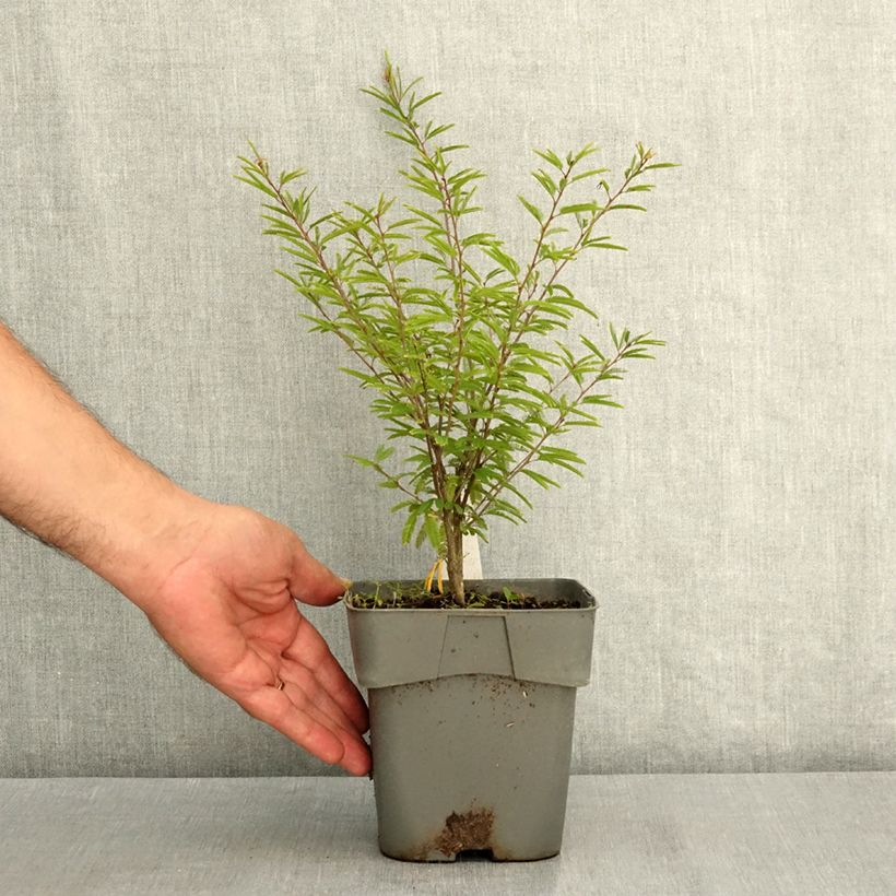 Amostra de Calliandra surinamensis Dixie Pink Vaso de 2 L/3 L tal como entregue no verão