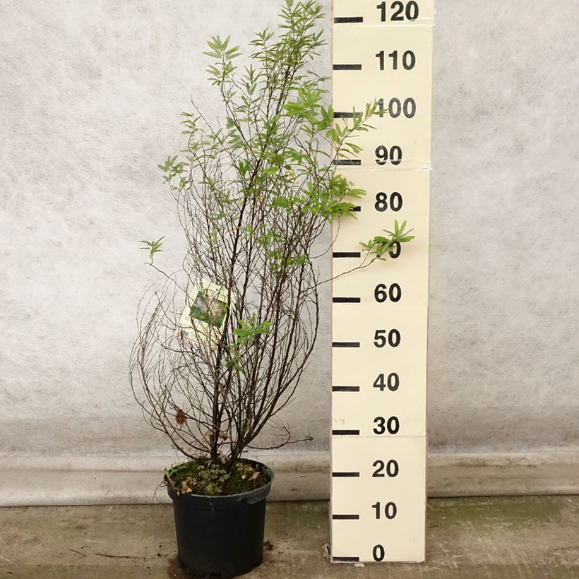 Amostra de Calliandra surinamensis Dixie Pink Vaso de 7,5 L/10 L tal como entregue no outono