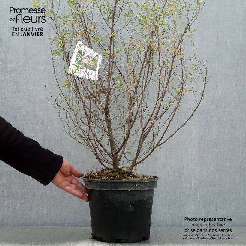 Amostra de Calliandra surinamensis Dixie Pink Vaso de 7,5 L/10 L tal como entregue no inverno