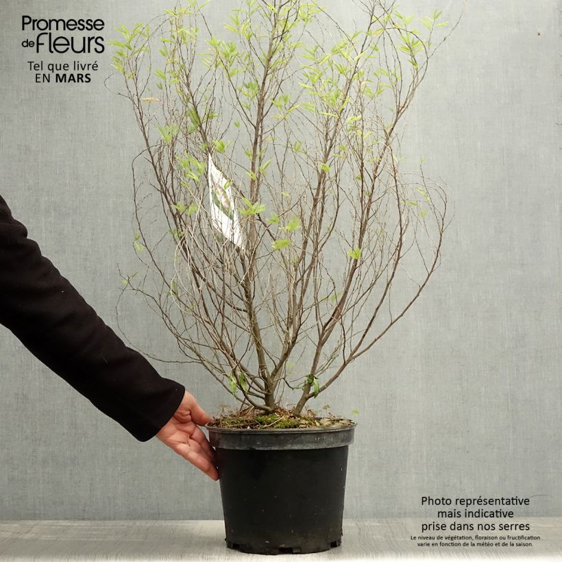 Amostra de Calliandra surinamensis Dixie Pink Vaso de 7,5 L/10 L tal como entregue na primavera