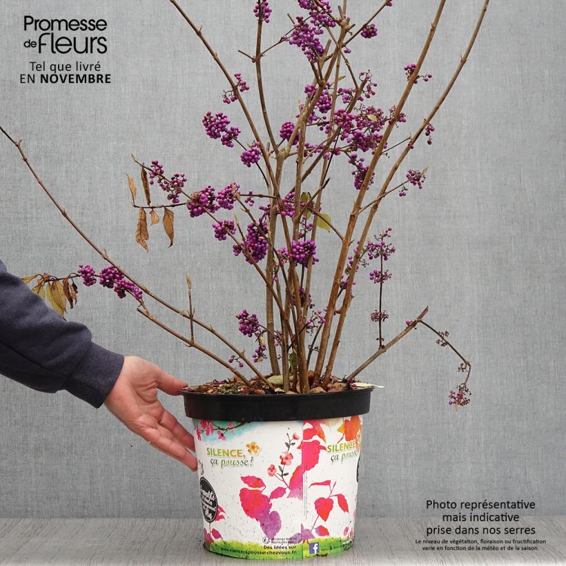 Amostra de Calicárpea bodinieri Imperial Pearl Vaso de 7,5 L/10 L tal como entregue no outono