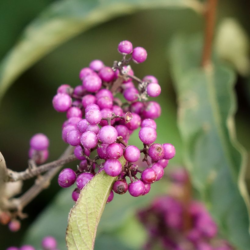 Calicárpea bodinieri Imperial Pearl (Floração)