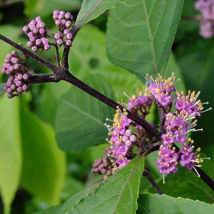 Callicarpa bodinieri Profusion (Folhagem)
