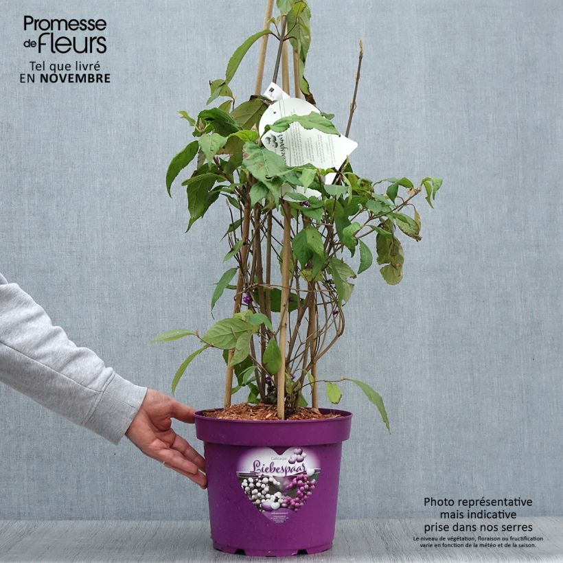 Amostra de Callicarpa bodinieri Liebespaar - Arbuste aux bonbons Pot de 7,5L/10L tal como entregue no outono