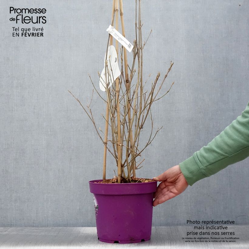 Amostra de Callicarpa bodinieri Liebespaar - Arbuste aux bonbons Vaso de 7,5 L/10 L tal como entregue no inverno