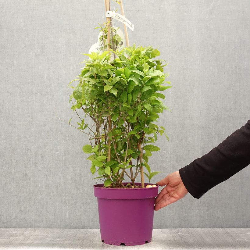 Amostra de Calicárpea bodinieri Liebespaar Vaso de 7,5 L/10 L tal como entregue na primavera