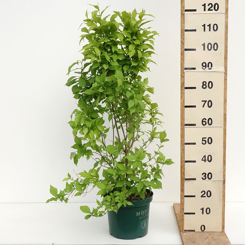 Amostra de Callicarpa bodinieri Magical Snowqueen  Vaso de 7,5 L/10 L tal como entregue na primavera