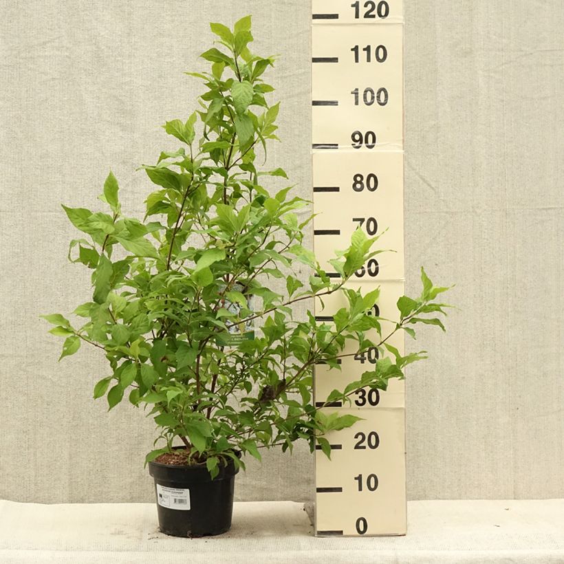 Amostra de Calicárpea bodinieri Magical Snowstar Vaso de 3 L/4 L tal como entregue no verão
