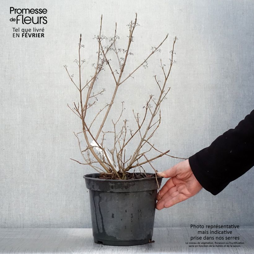 Amostra de Calicárpea bodinieri Magical Snowstar Vaso de 3 L/4 L tal como entregue no inverno