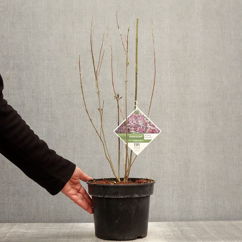 Amostra de Calicárpea bodinieri Pearl Glam Vaso de 3 L/4 L tal como entregue na primavera