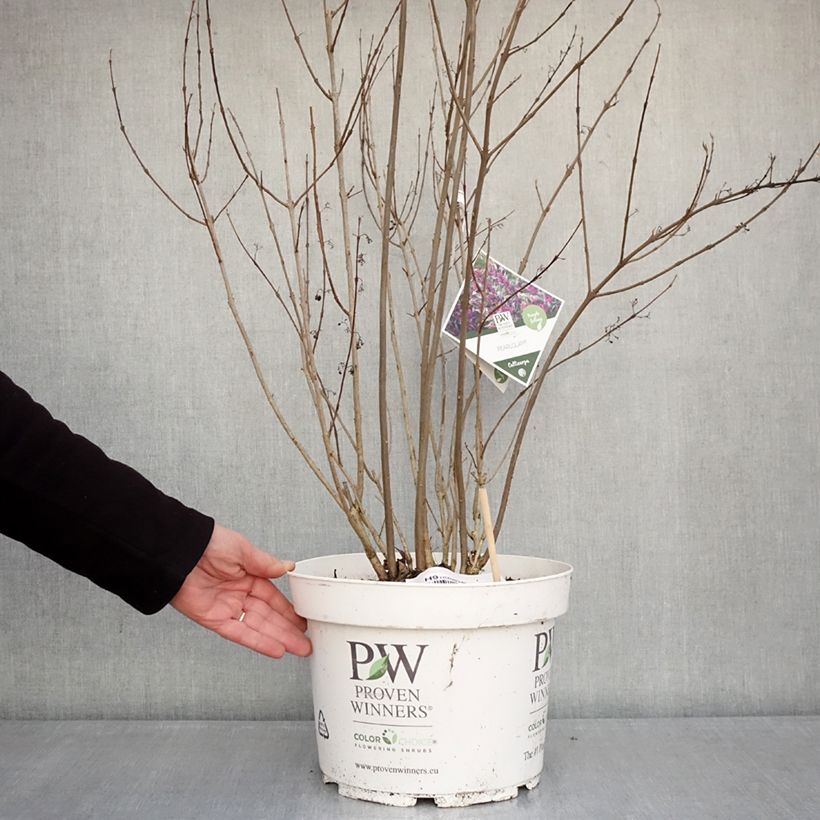 Amostra de Calicárpea bodinieri Pearl Glam Vaso de 7,5 L/10 L tal como entregue no inverno