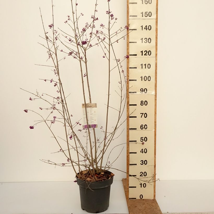 Amostra de Callicarpa bodinieri Profusion Vaso de 12 L/15 L tal como entregue no outono