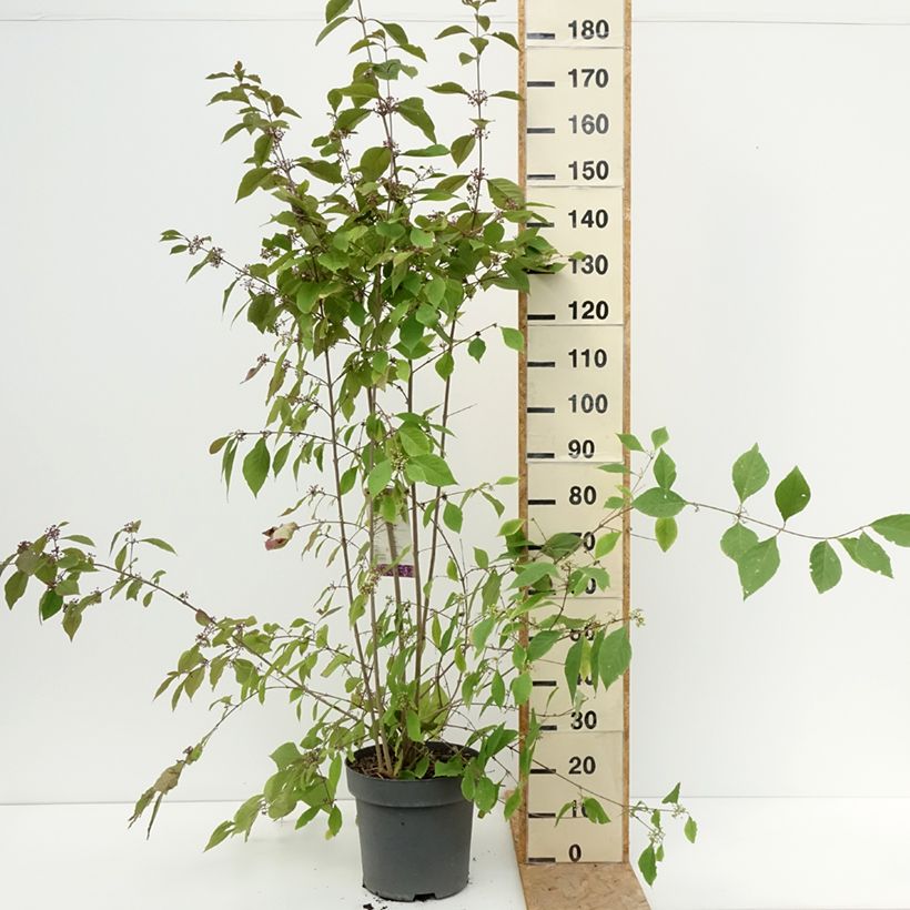 Amostra de Callicarpa bodinieri Profusion Vaso de 12 L/15 L tal como entregue no verão