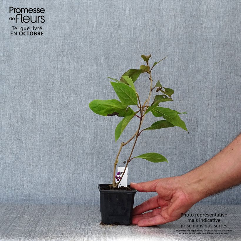 Amostra de Callicarpa bodinieri Profusion Vaso de 8/9 cm tal como entregue no outono