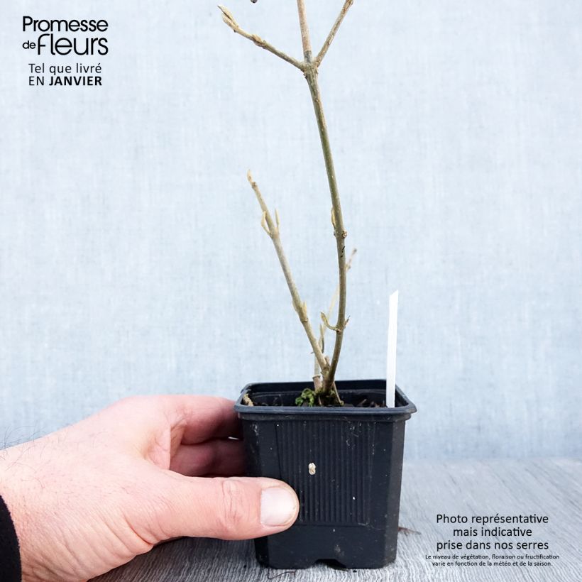 Amostra de Callicarpa bodinieri Profusion - Arbuste aux bonbons Vaso de 8/9 cm tal como entregue no inverno