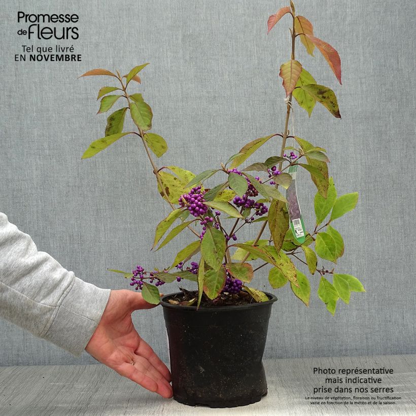 Amostra de Callicarpa bodinieri Profusion Vaso de 2 L/3 L tal como entregue no outono