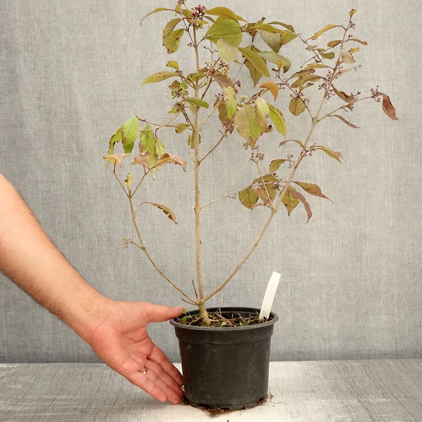 Amostra de Callicarpa bodinieri Profusion Vaso de 2 L/3 L tal como entregue no verão