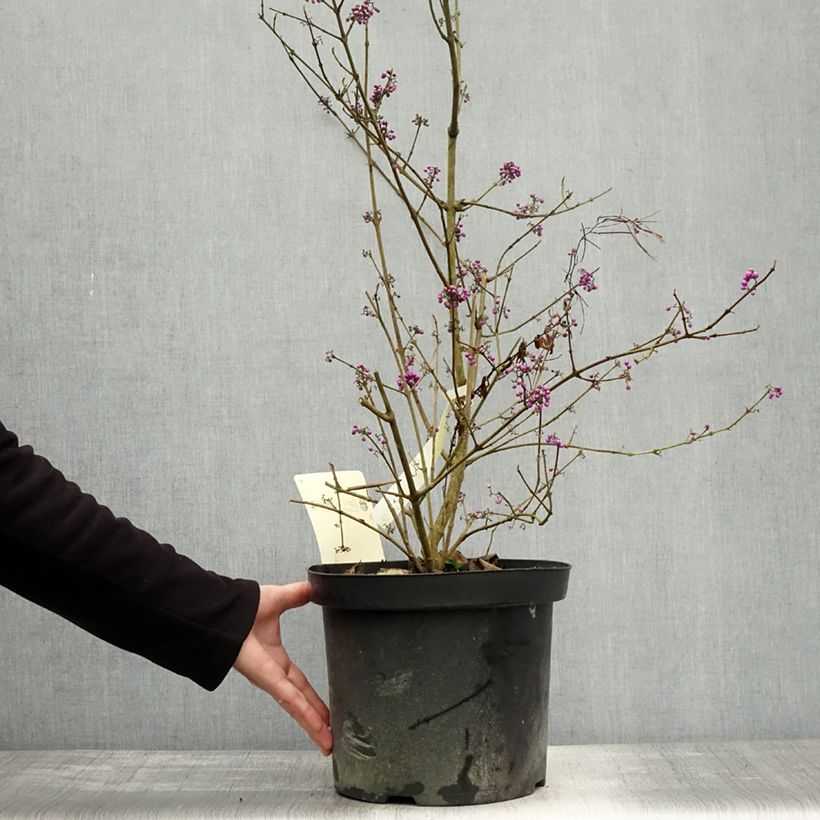 Amostra de Callicarpa bodinieri Profusion Vaso de 7,5 L/10 L tal como entregue no outono