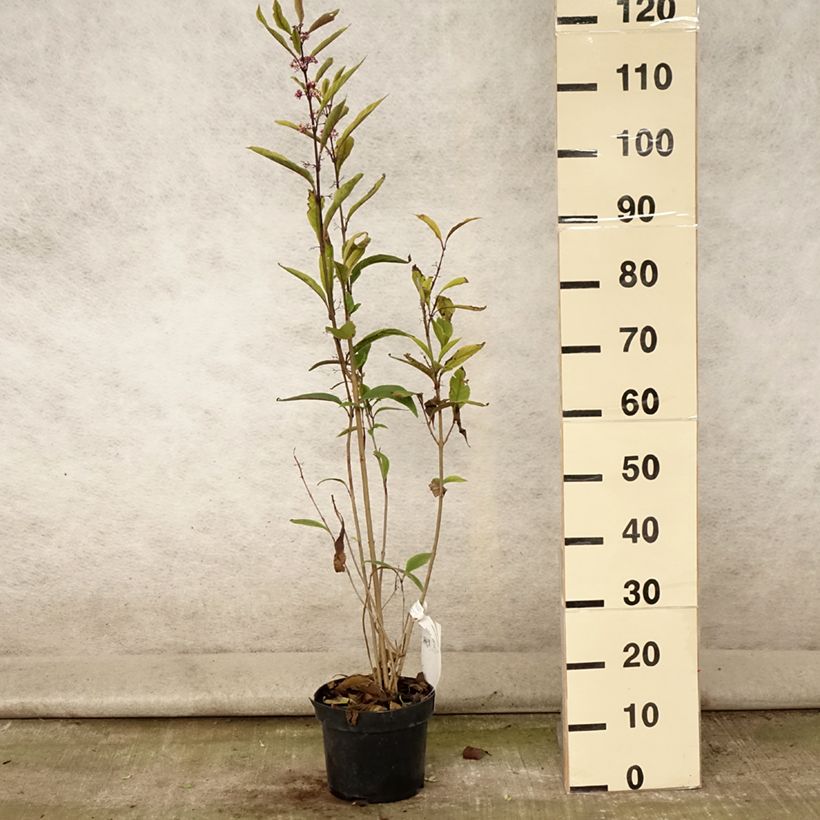 Amostra de Calicárpea kwangtungensis Vaso de 2 L/3 L tal como entregue no verão