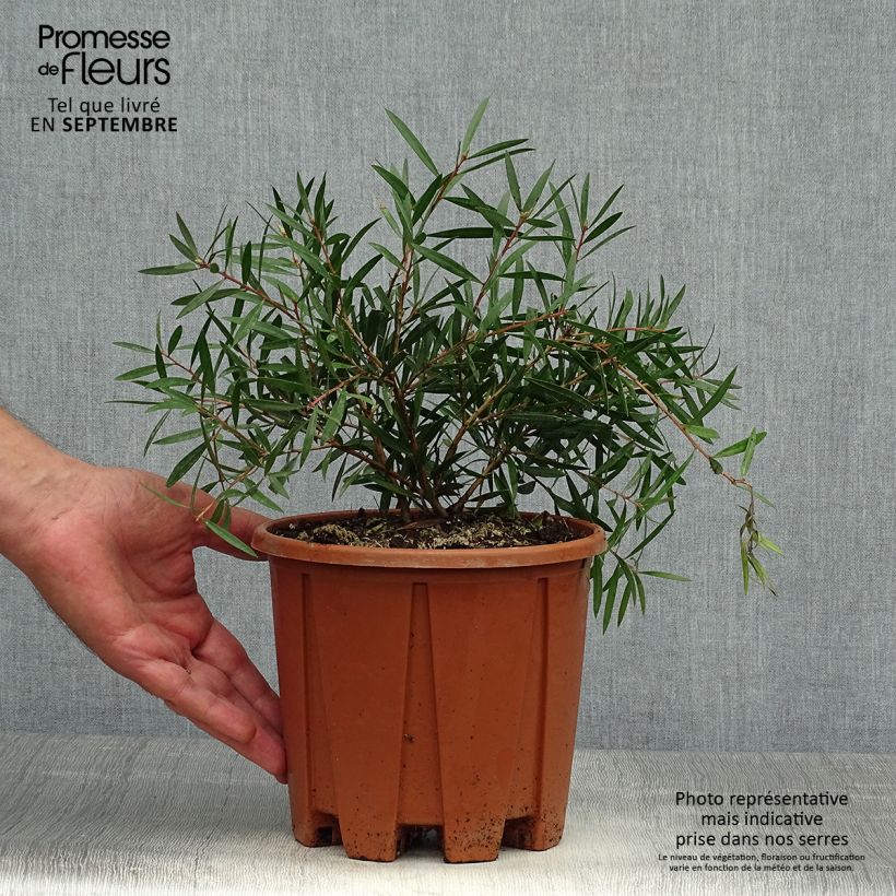 Amostra de Callistemon citrinus Burgundy Vaso de 3 L/4 L, Arbusto tal como entregue no outono