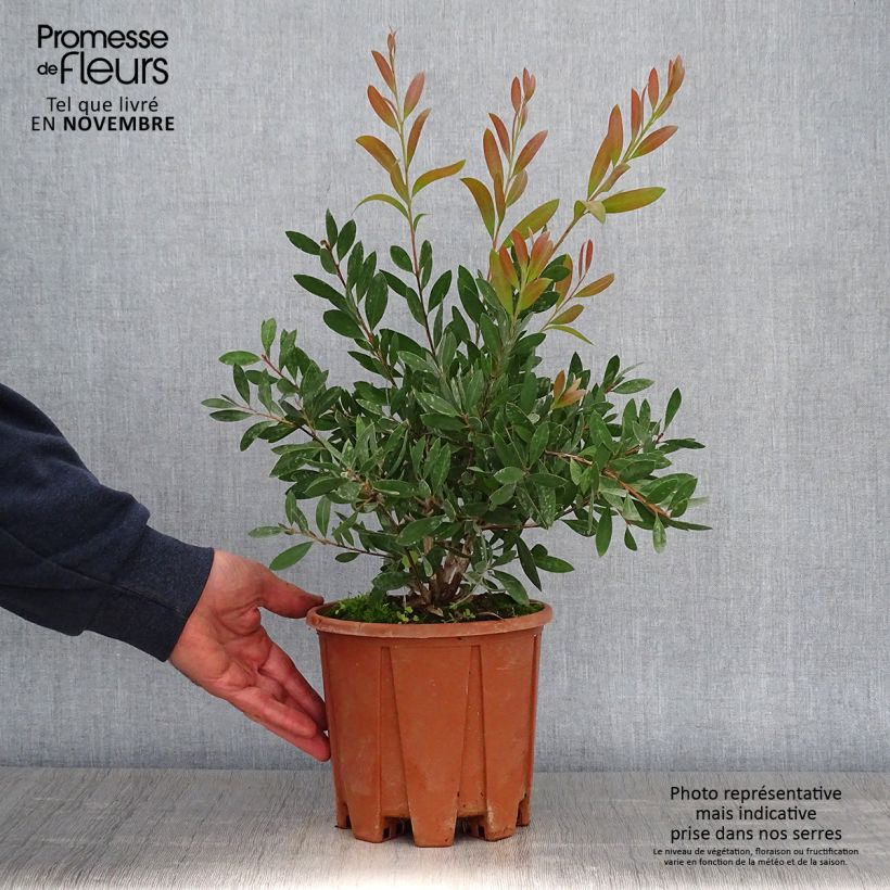 Amostra de Callistemon citrinus Mauve Mist Vaso de 3 L/4 L, Arbusto tal como entregue no outono
