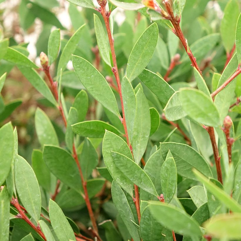 Callistemon citrinus Mauve Mist (Folhagem)
