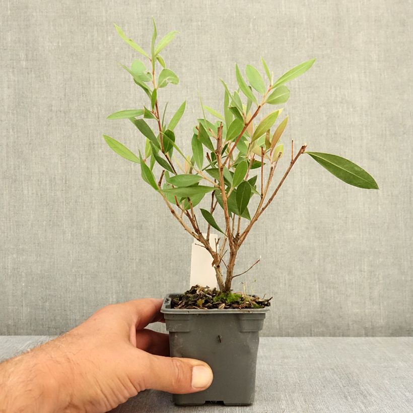 Amostra de Callistemon citrinus Splendens Vaso de 8/9 cm tal como entregue no verão