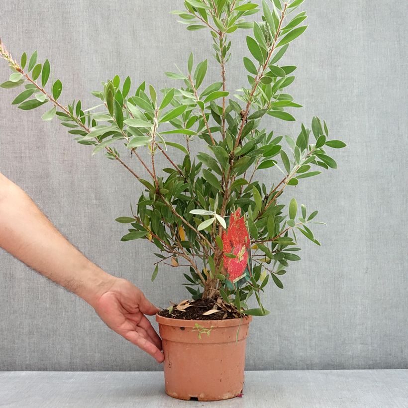 Amostra de Callistemon citrinus Splendens Vaso de 2 L/3 L tal como entregue no verão