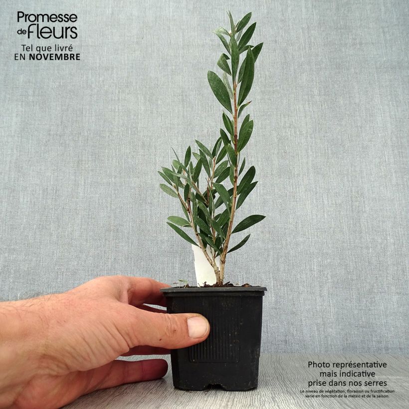 Amostra de Callistemon viminalis Inferno Vaso de 8/9 cm tal como entregue no outono