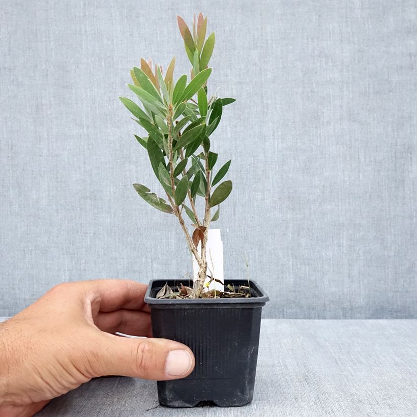 Amostra de Callistemon viminalis Inferno Vaso de 8/9 cm tal como entregue no verão