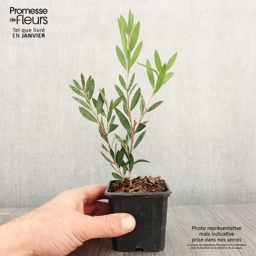 Amostra de Callistemon Inferno - Rince bouteille Vaso de 8/9 cm tal como entregue no inverno