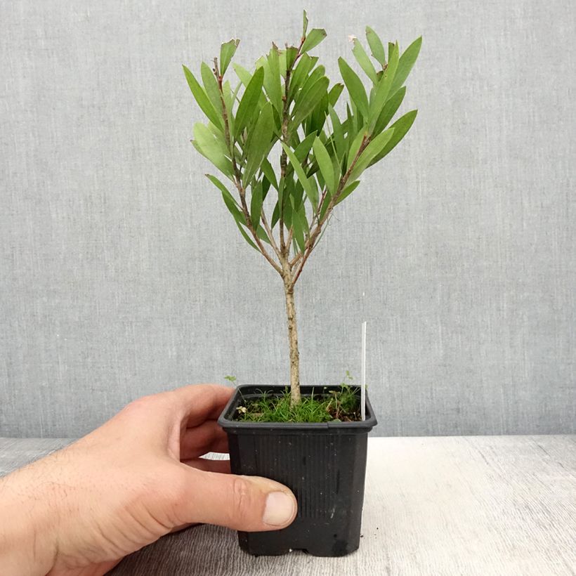 Amostra de Callistemon viminalis Inferno Vaso de 8/9 cm tal como entregue na primavera