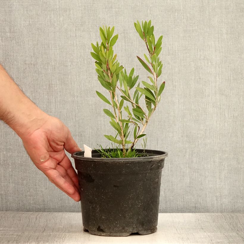 Amostra de Callistemon viminalis Inferno Vaso de 3 L/4 L tal como entregue no verão