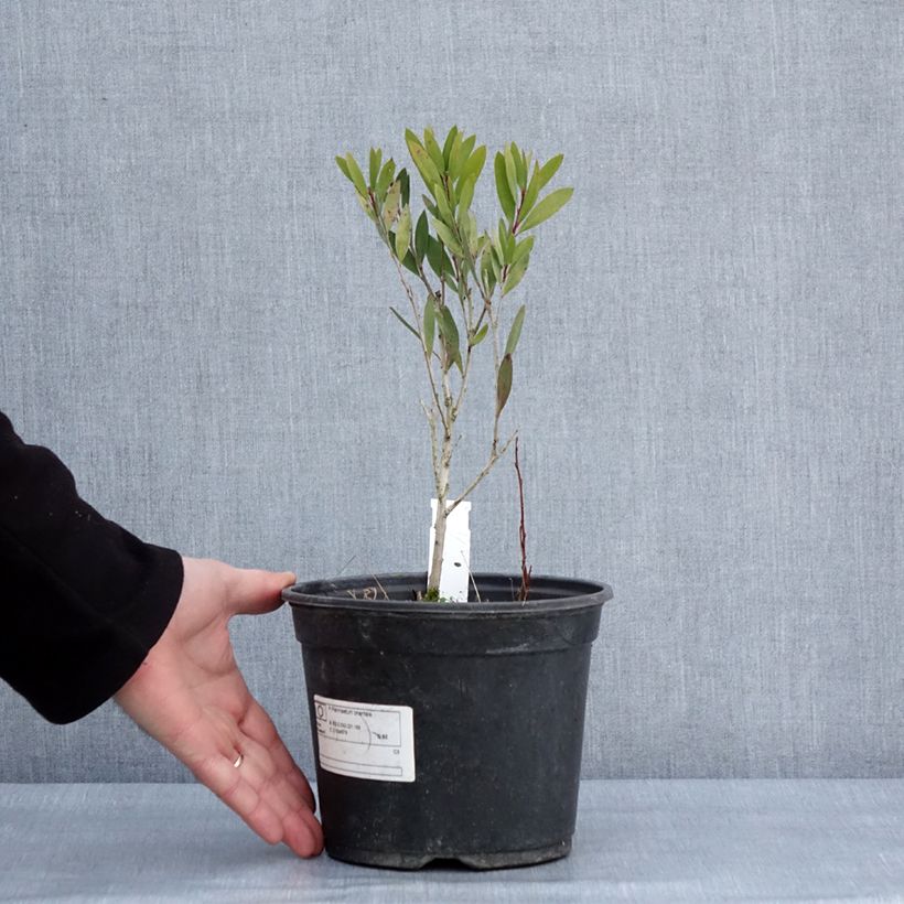 Amostra de Callistemon Inferno - Rince bouteille Vaso de 3 L/4 L tal como entregue no inverno