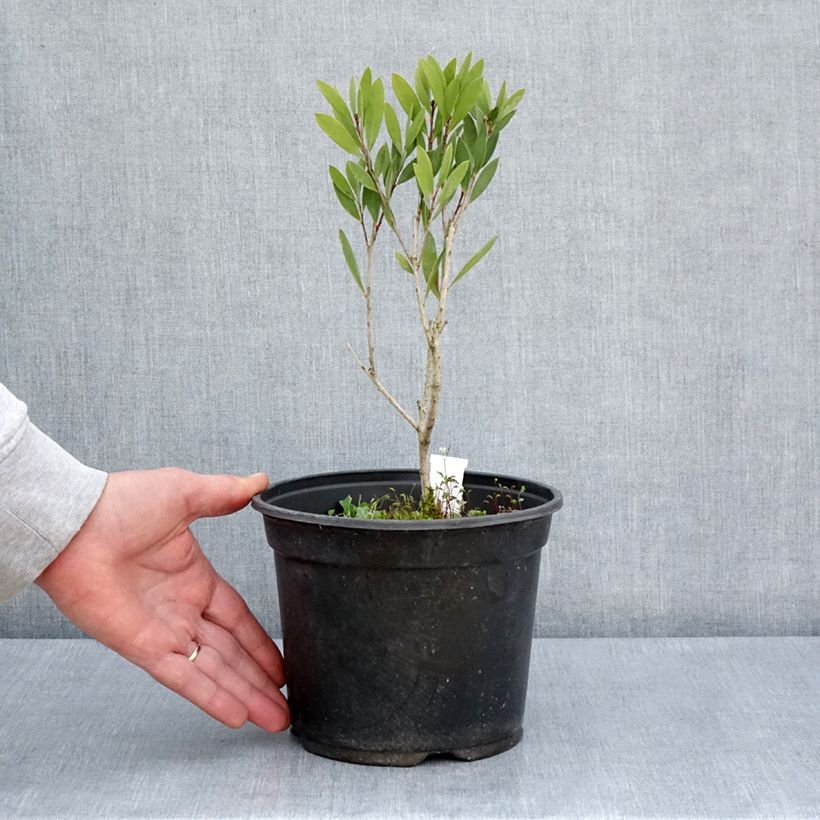 Amostra de Callistemon viminalis Inferno Vaso de 3 L/4 L tal como entregue na primavera