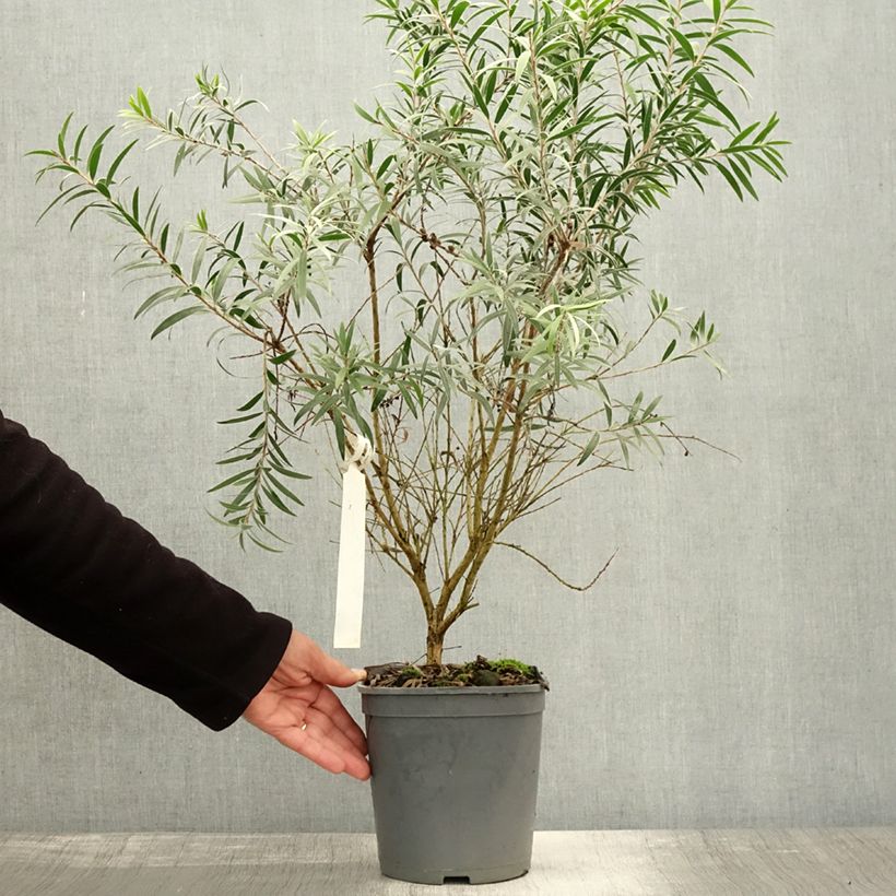 Amostra de Callistemon masotti Mini Red Vaso de 3 L/4 L, Arbusto tal como entregue no outono