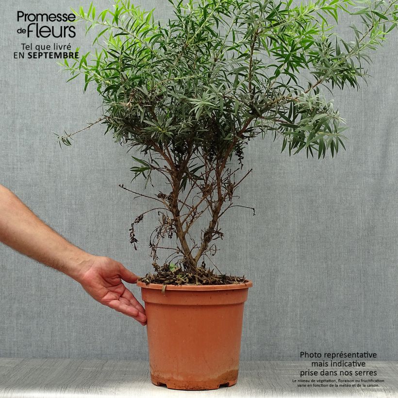 Amostra de Callistemon masotti Mini Red Vaso de 7,5 L/10 L tal como entregue no outono