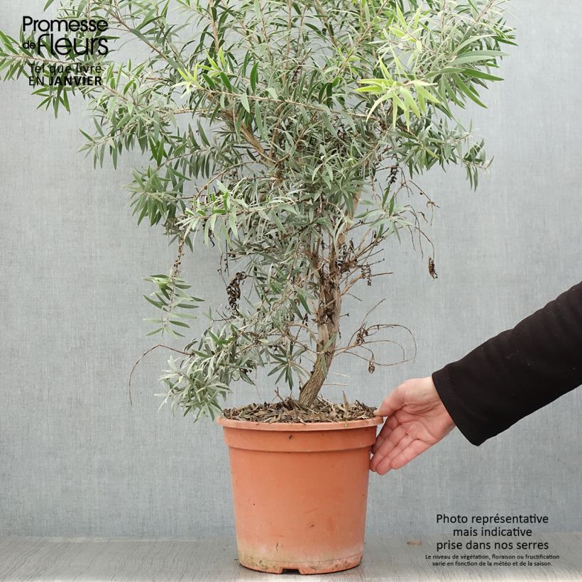 Amostra de Callistemon masotti Mini Red - Rince bouteille Vaso de 7,5 L/10 L tal como entregue no inverno