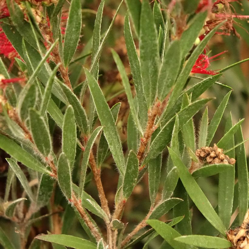Callistemon masotti Mini Red (Folhagem)