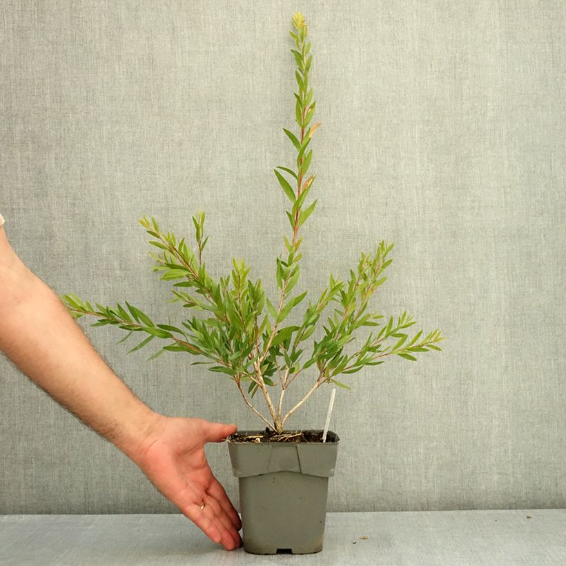 Amostra de Callistemon Outback Fire Vaso de 2 L/3 L tal como entregue no verão