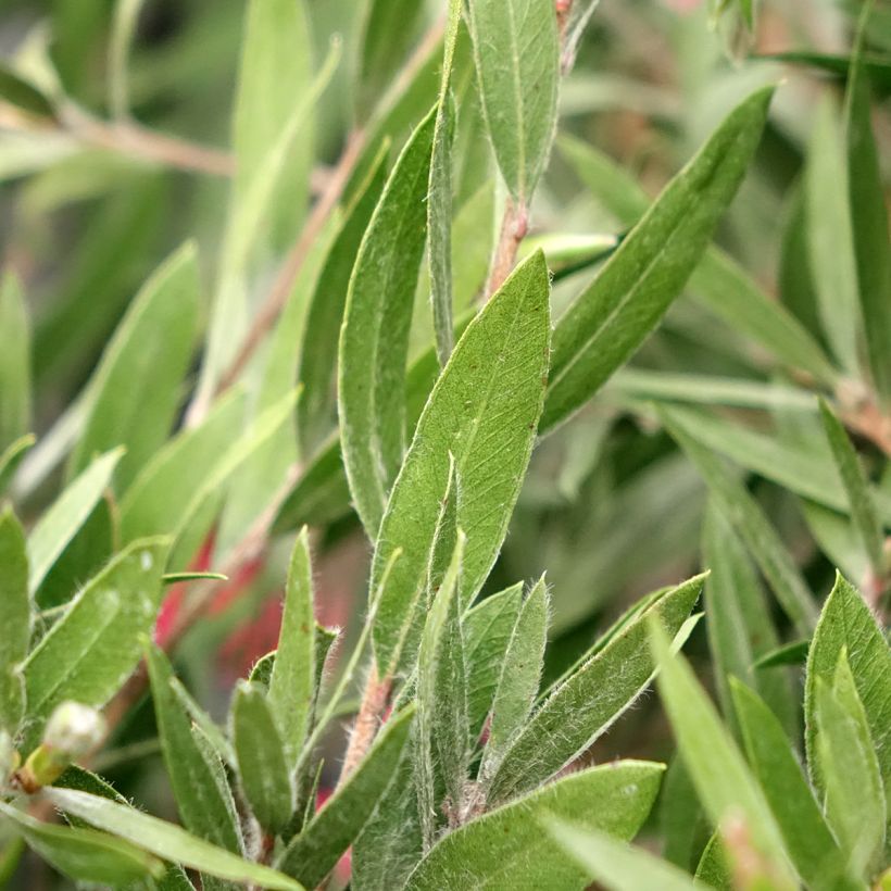 Callistemon Outback Fire (Folhagem)
