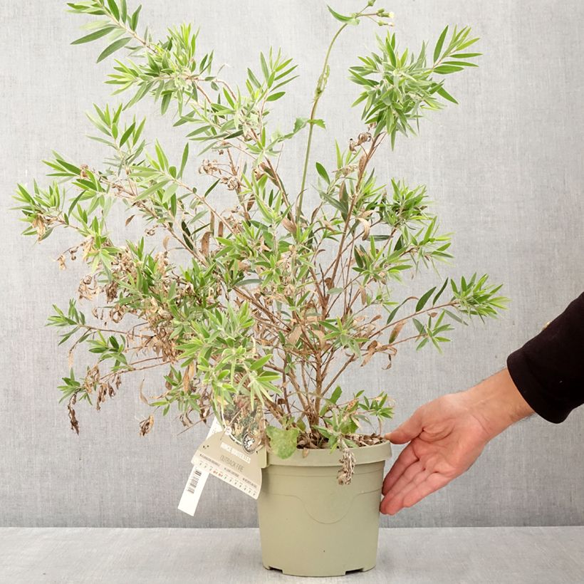 Amostra de Callistemon Outback Fire Vaso de 3 L/4 L tal como entregue no outono