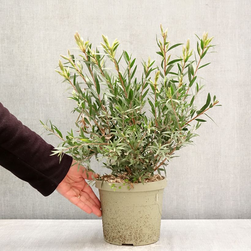 Amostra de Callistemon Outback Fire Vaso de 3 L/4 L tal como entregue na primavera