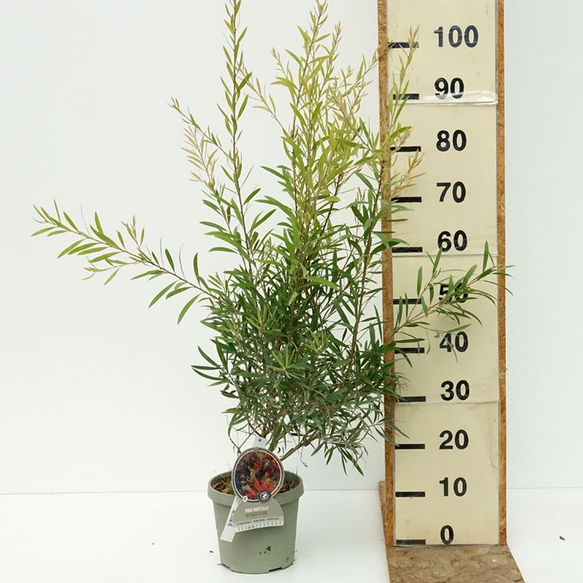 Amostra de Callistemon Outback Flame - Escovilhão Vaso de 3 L/4 L tal como entregue no verão