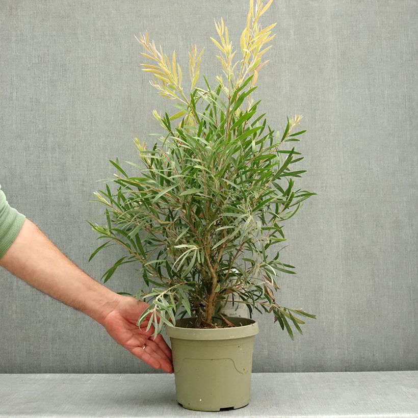 Amostra de Callistemon Outback Flame - Escovilhão Vaso de 3 L/4 L tal como entregue na primavera